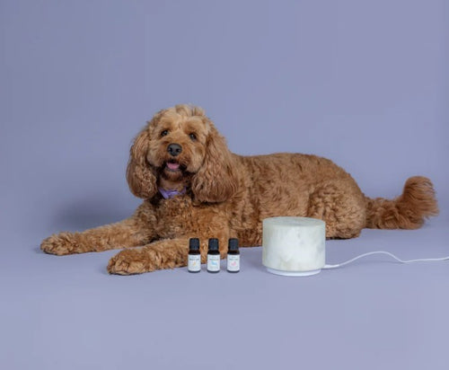 ECO. Essential Oil - Anxiety Away (Pet Anxiety)